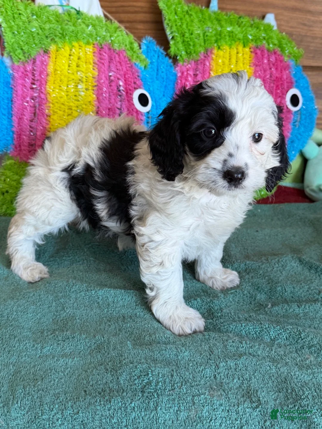 Labradoodle dogs for sale: Oreo - Ad 5
