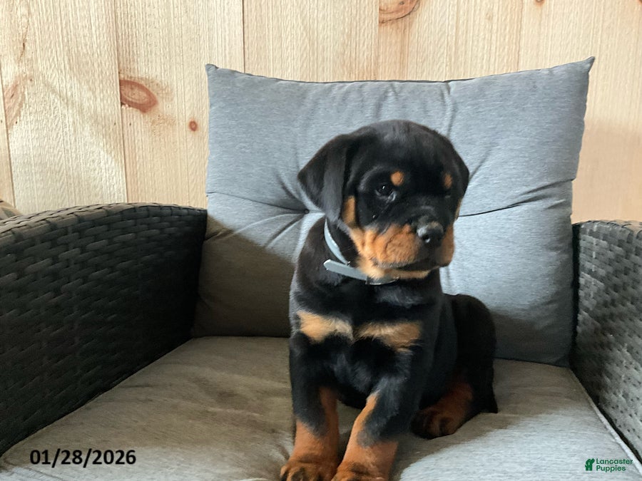 Rottweiler dogs Quinell - Ad 2