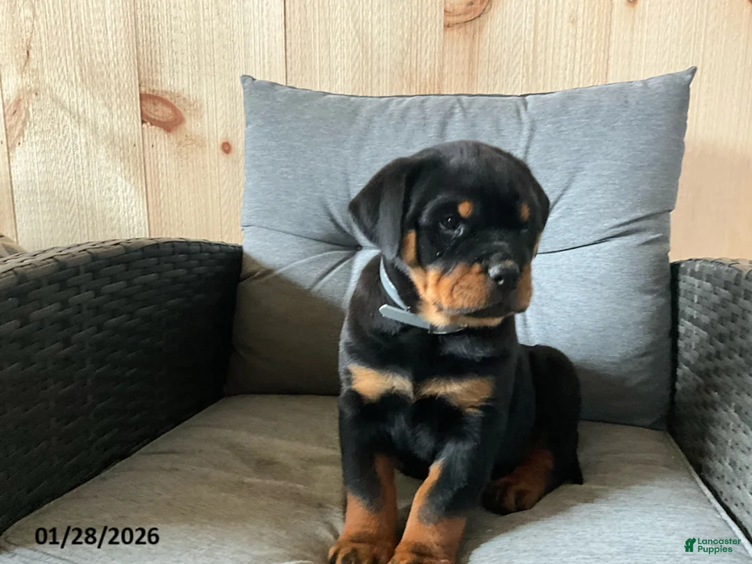 Rottweiler dogs for sale: Quinell - Ad 2
