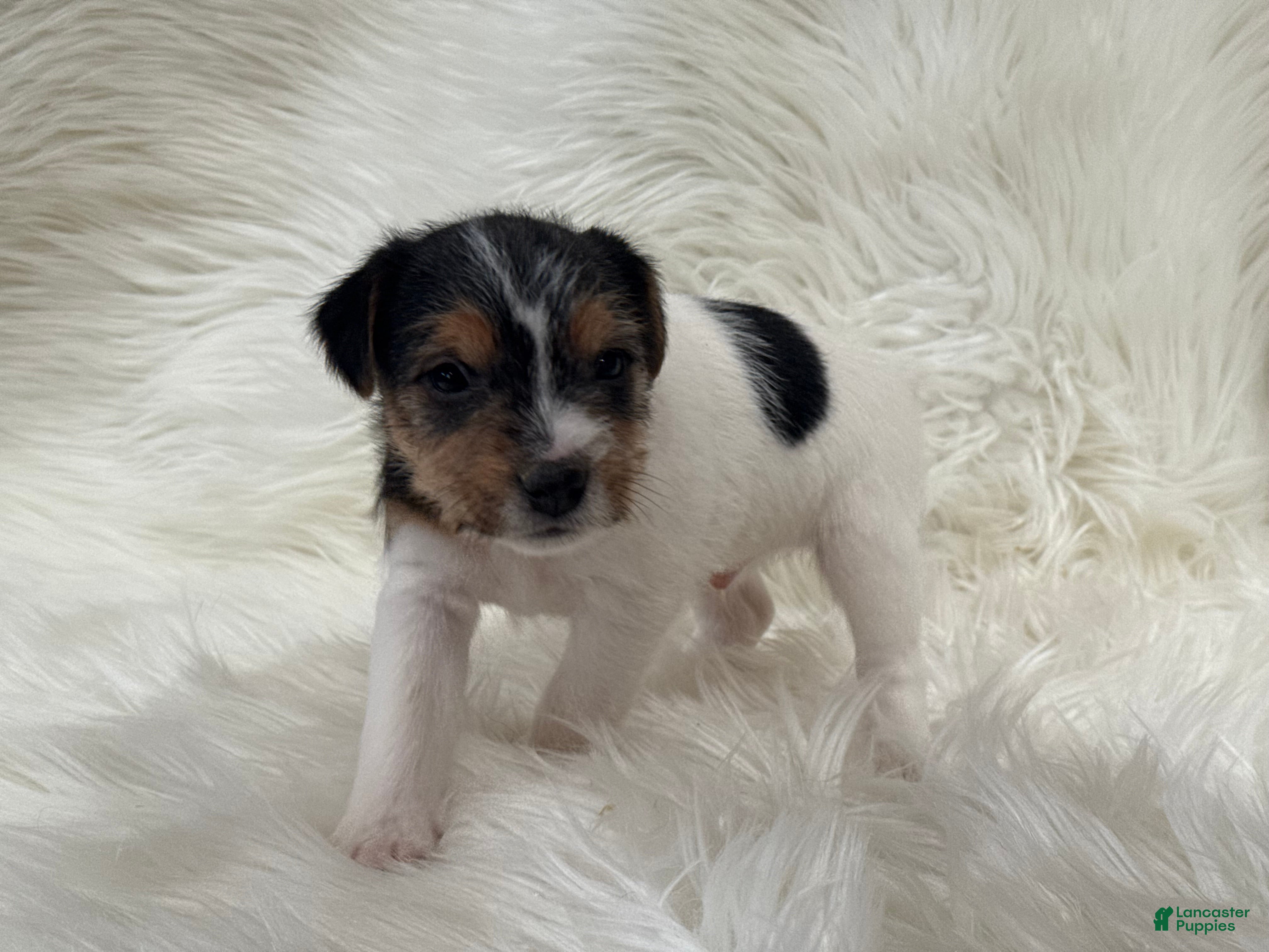 Jack Russell Terrier dogs Ruger  Puppy 6 - Ad 41