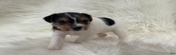 Jack Russell Terrier dogs for sale: Ruger  Puppy 6 - Ad 1