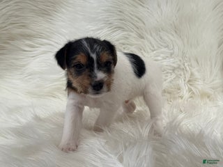 Jack Russell Terrier dogs Ruger Puppy 6 - Ad 41
