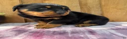 Rottweiler dogs for sale: Titan - Ad 11