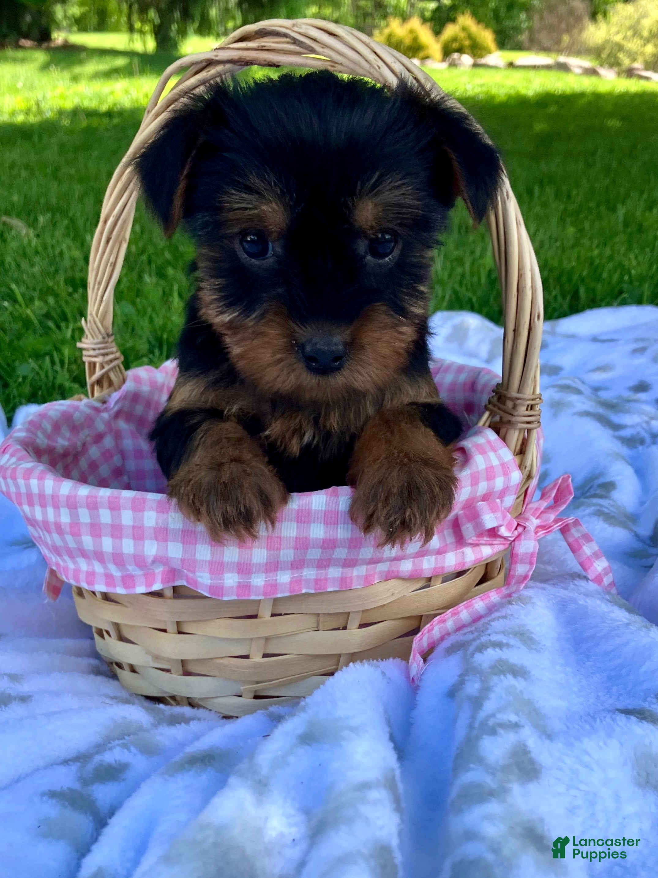 Yorkshire Terrier dogs Ariel - Ad 2