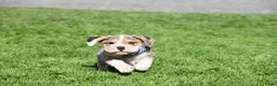 Beabull dogs for sale: Hunter - Ad 8