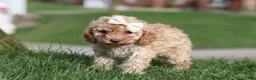 Cavapoo dogs for sale: Rosa - Ad 7
