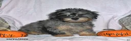 Teddy Bear dogs for sale: Jasper - Ad 4