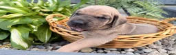 Great Dane dogs for sale: Sunshine  - Ad 1
