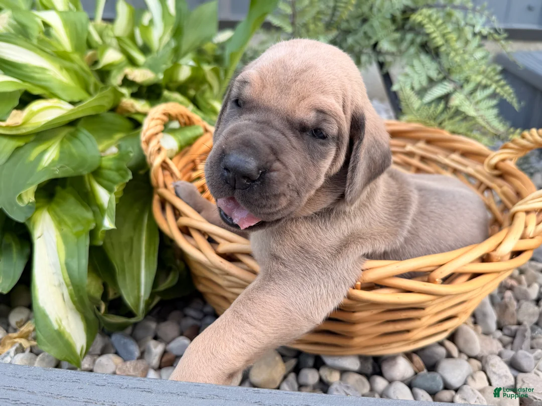 Great Dane dogs for sale: Sunshine  - Ad 1