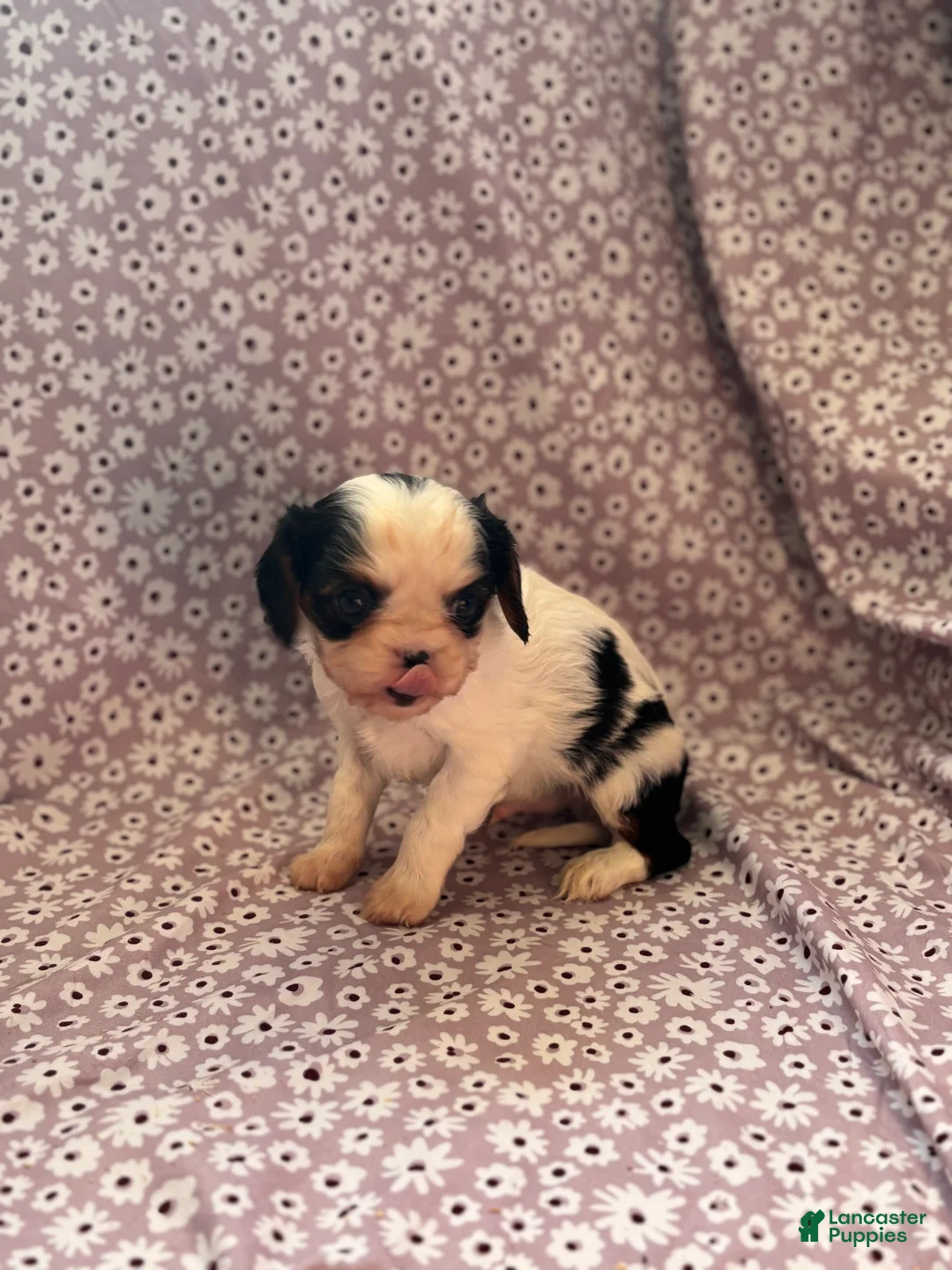 Cavalier King Charles Spaniel dogs for sale: Batman Cavalier King Charles Spaniel Puppy 2 - Ad 3