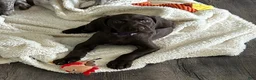 German Shorthaired Pointer dogs for sale: Faith - Ad 5