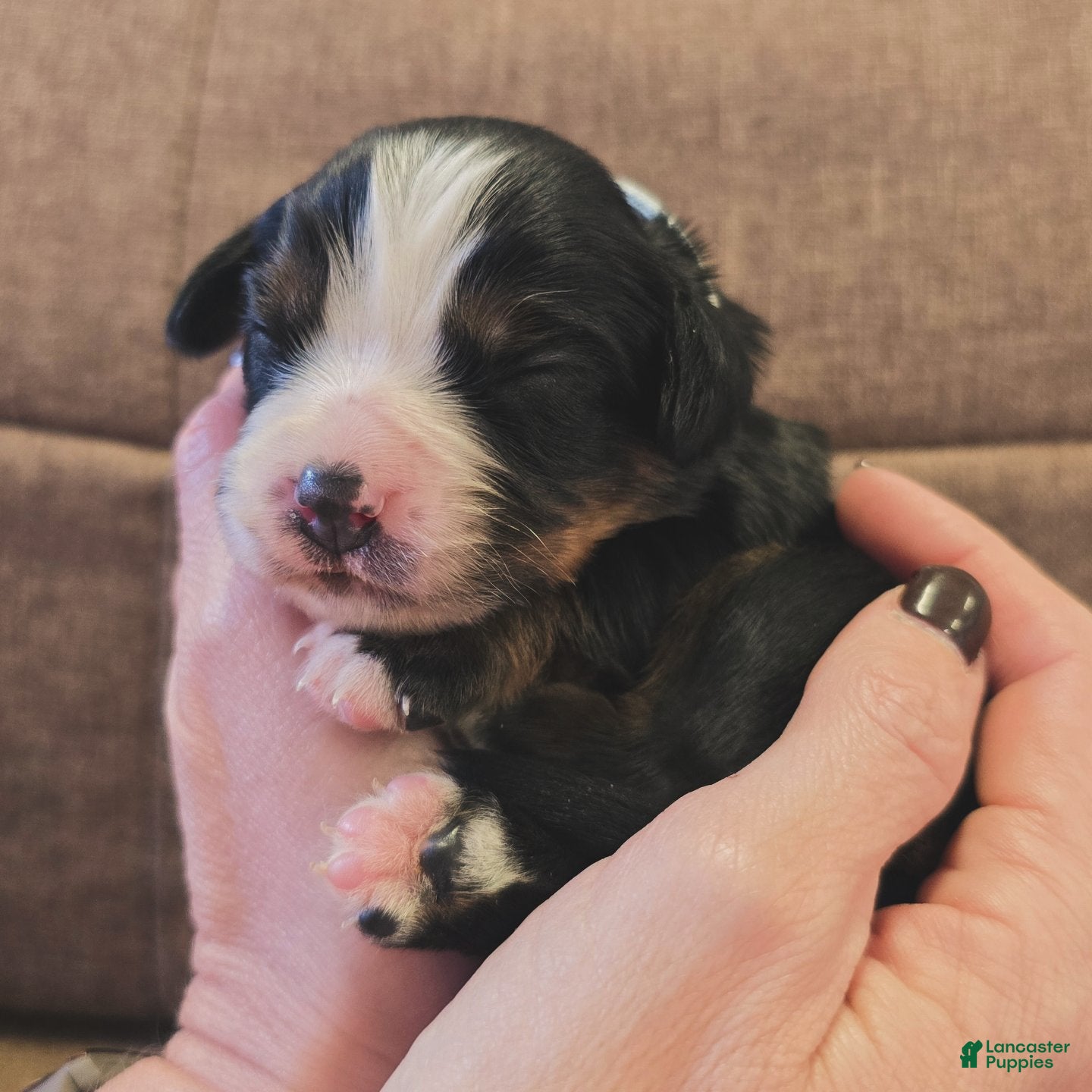 Miniature Bernese Mountain Dog dogs Vienna - Ad 1