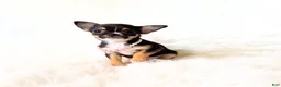 Chihuahua dogs for sale: Kitty - Ad 6