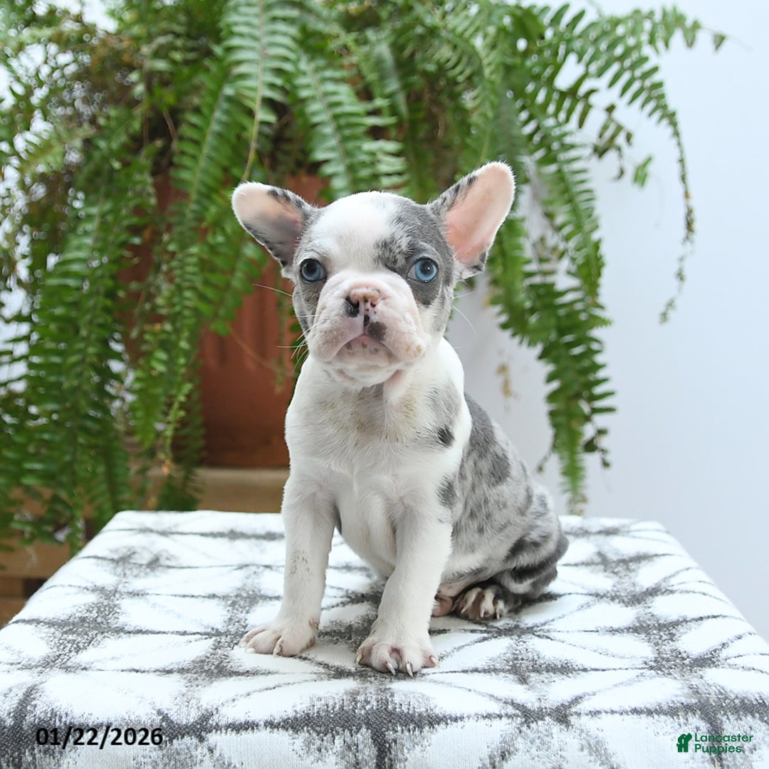 Boston Terrier dogs for sale: Jax - Ad 3