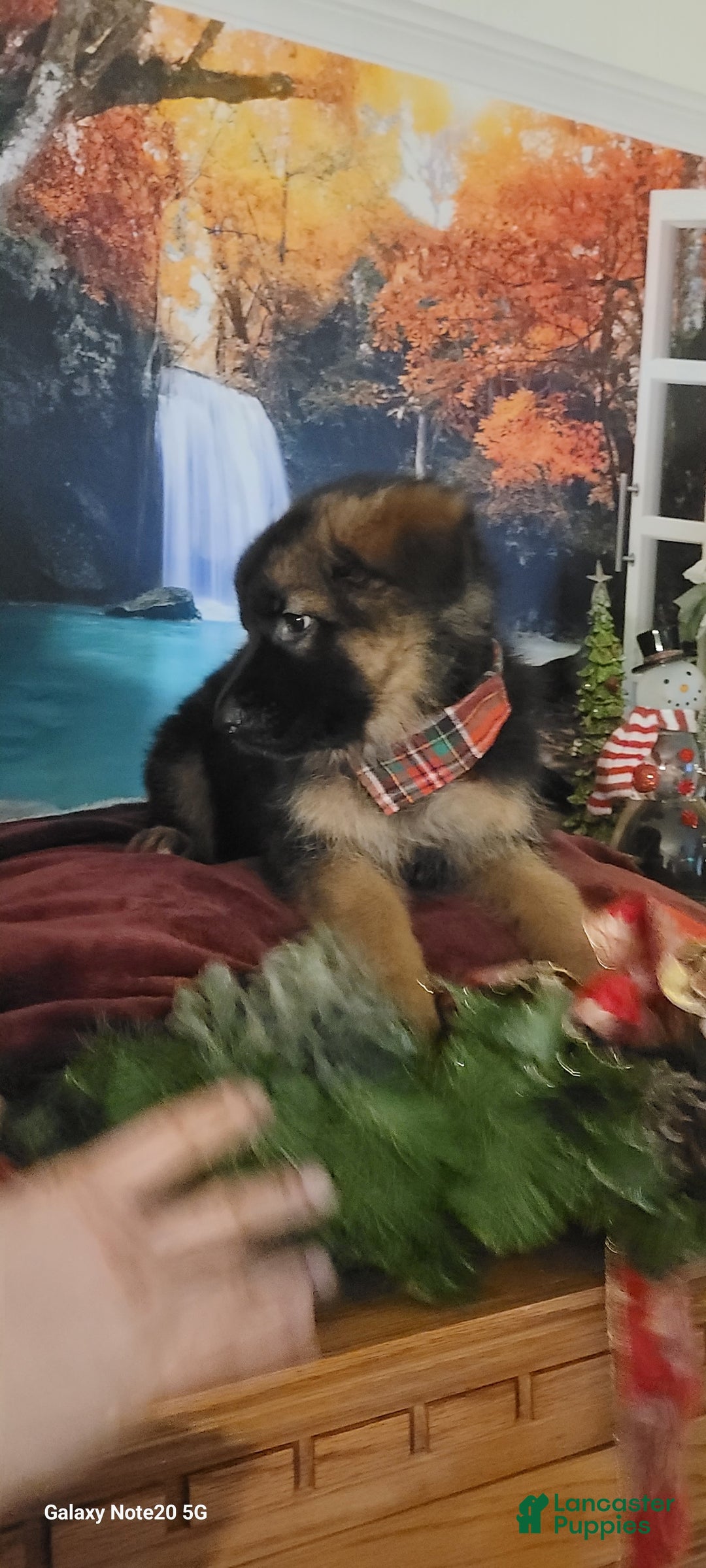 German Shepherd dogs for sale: Nicholas  - Ad 3