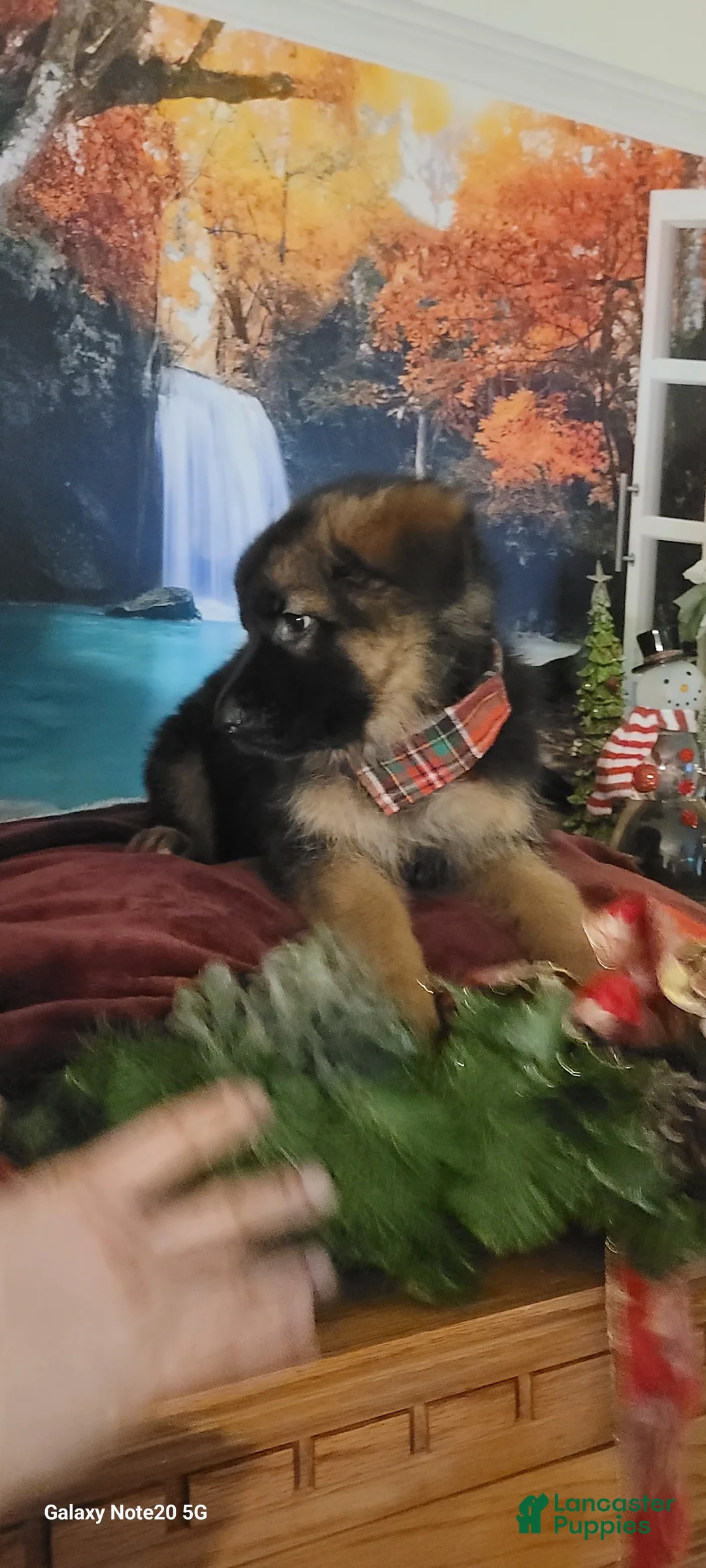 German Shepherd dogs for sale:  Nicholas  - Ad 12