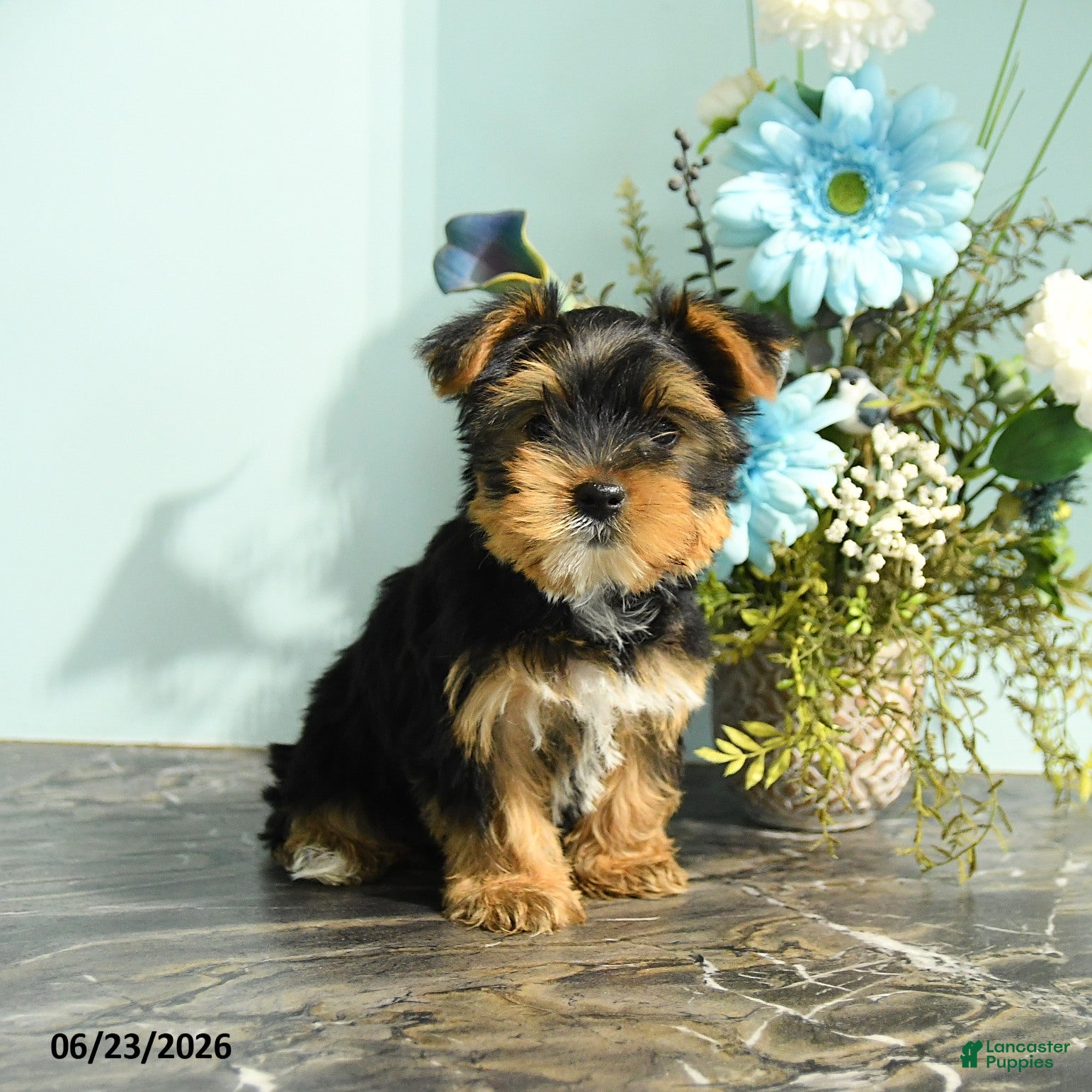 Yorkshire Terrier dogs for sale: Rosebud - Ad 1