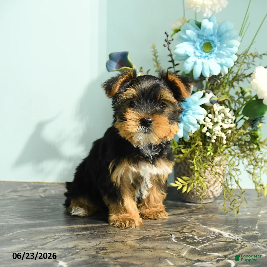 Yorkshire Terrier dogs for sale: Rosebud - Ad 1