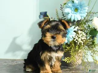 Yorkshire Terrier dogs for sale: Rosebud - Ad 1