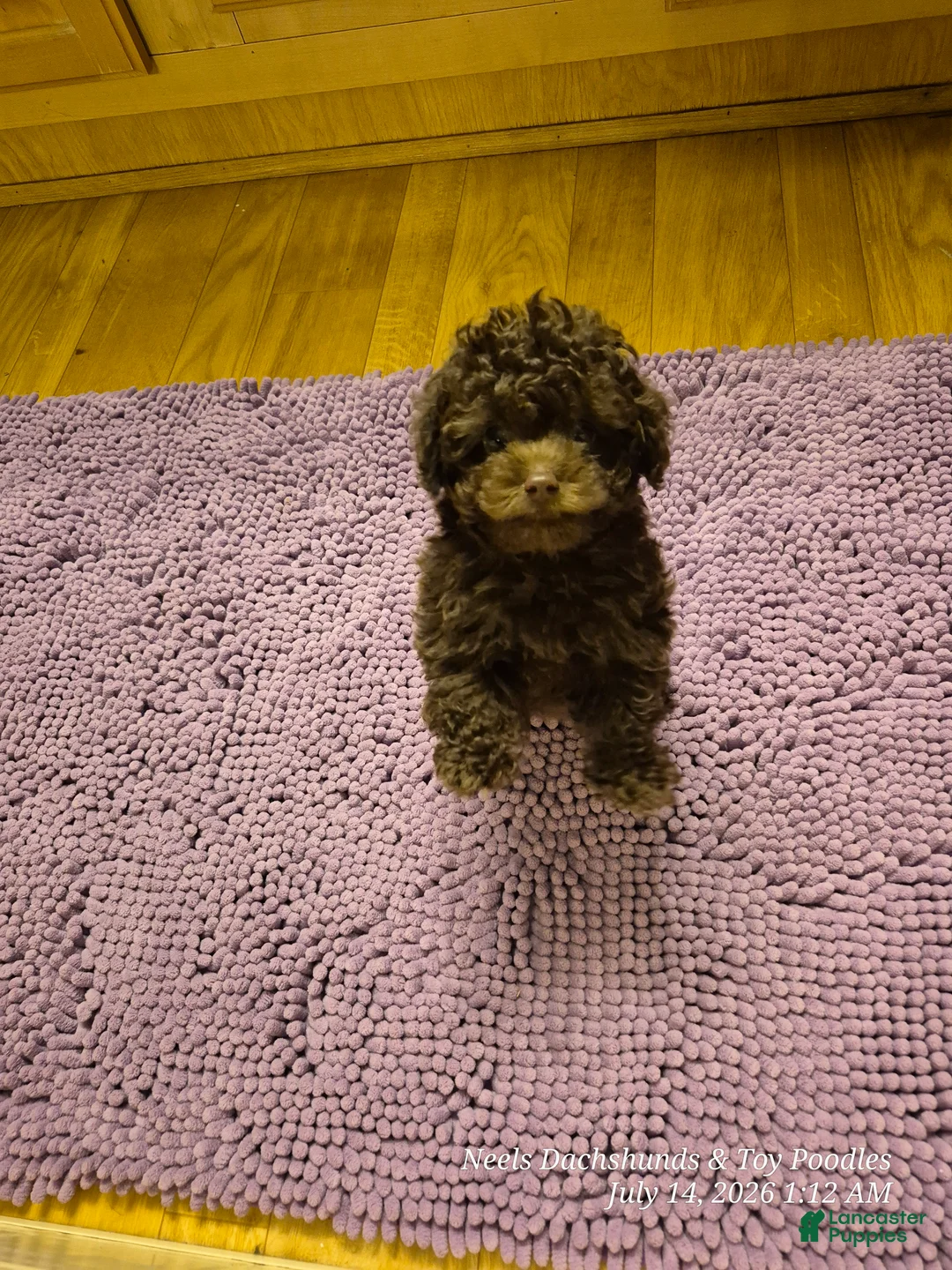 Toy Poodle dogs for sale: Yum Yum - Ad 1