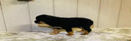 Rottweiler dogs for sale: Rottweiler 6 - Ad 3
