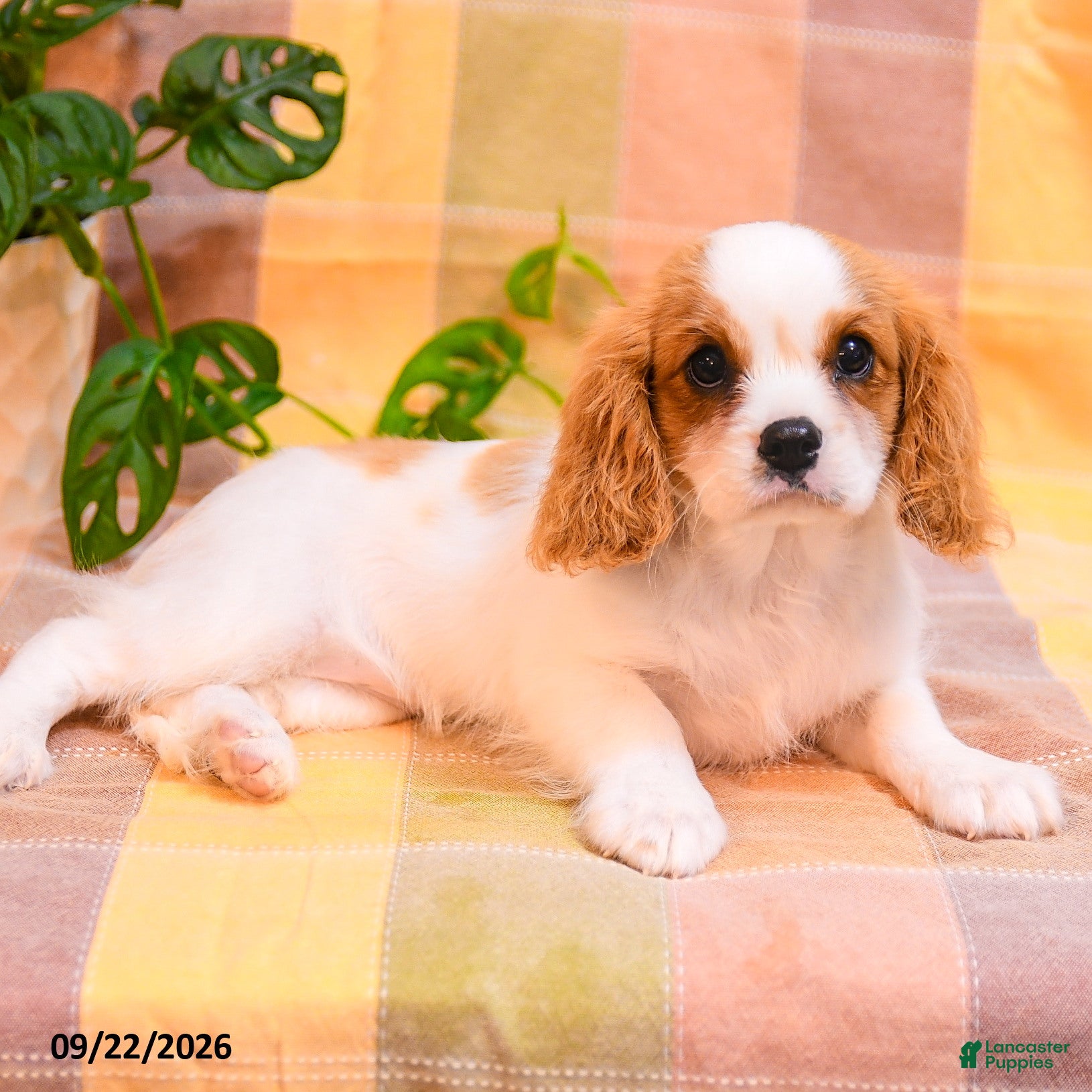 Cavalier King Charles Spaniel dogs Trisha - Ad 2