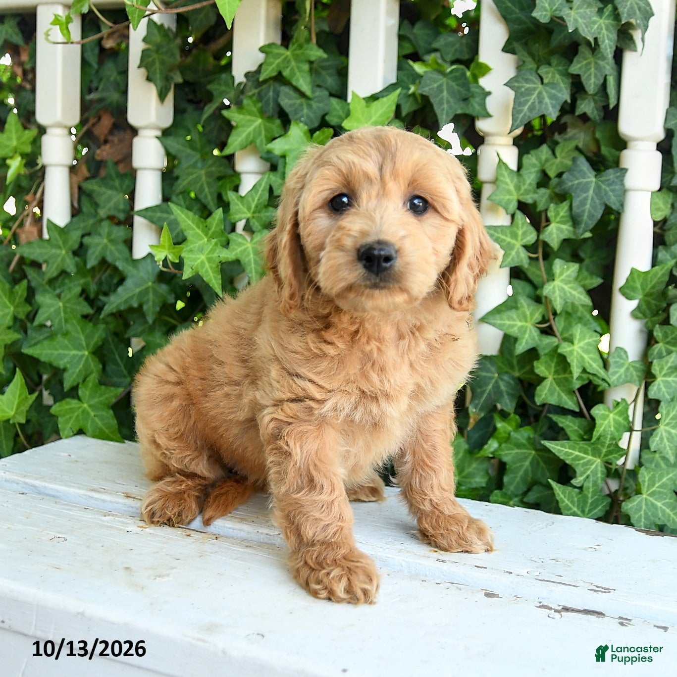 Mini Goldendoodle dogs for sale: Muffin - Ad 2
