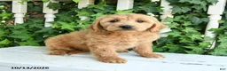 Mini Goldendoodle dogs for sale: Muffin - Ad 2