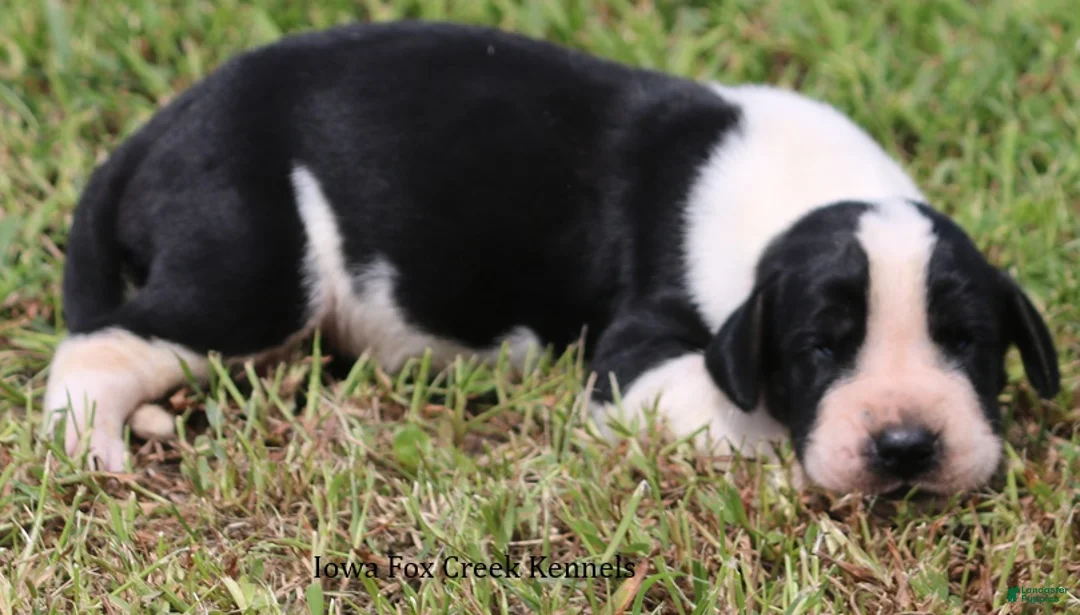 Great Dane dogs for sale: Great Dane 3 - Ad 2