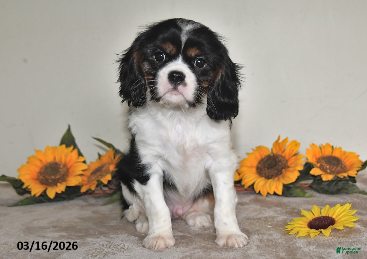 Cavalier King Charles Spaniel dogs Charlie - Ad 1