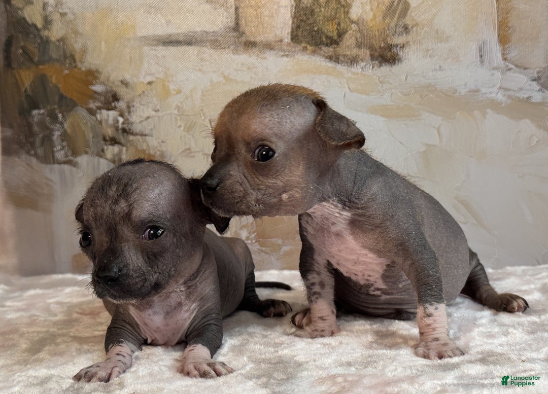 Mixed Breed dogs for sale: Princess  - Ad 19