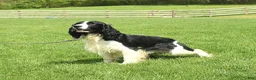 English Springer Spaniel dogs for sale: Blessing - Ad 6