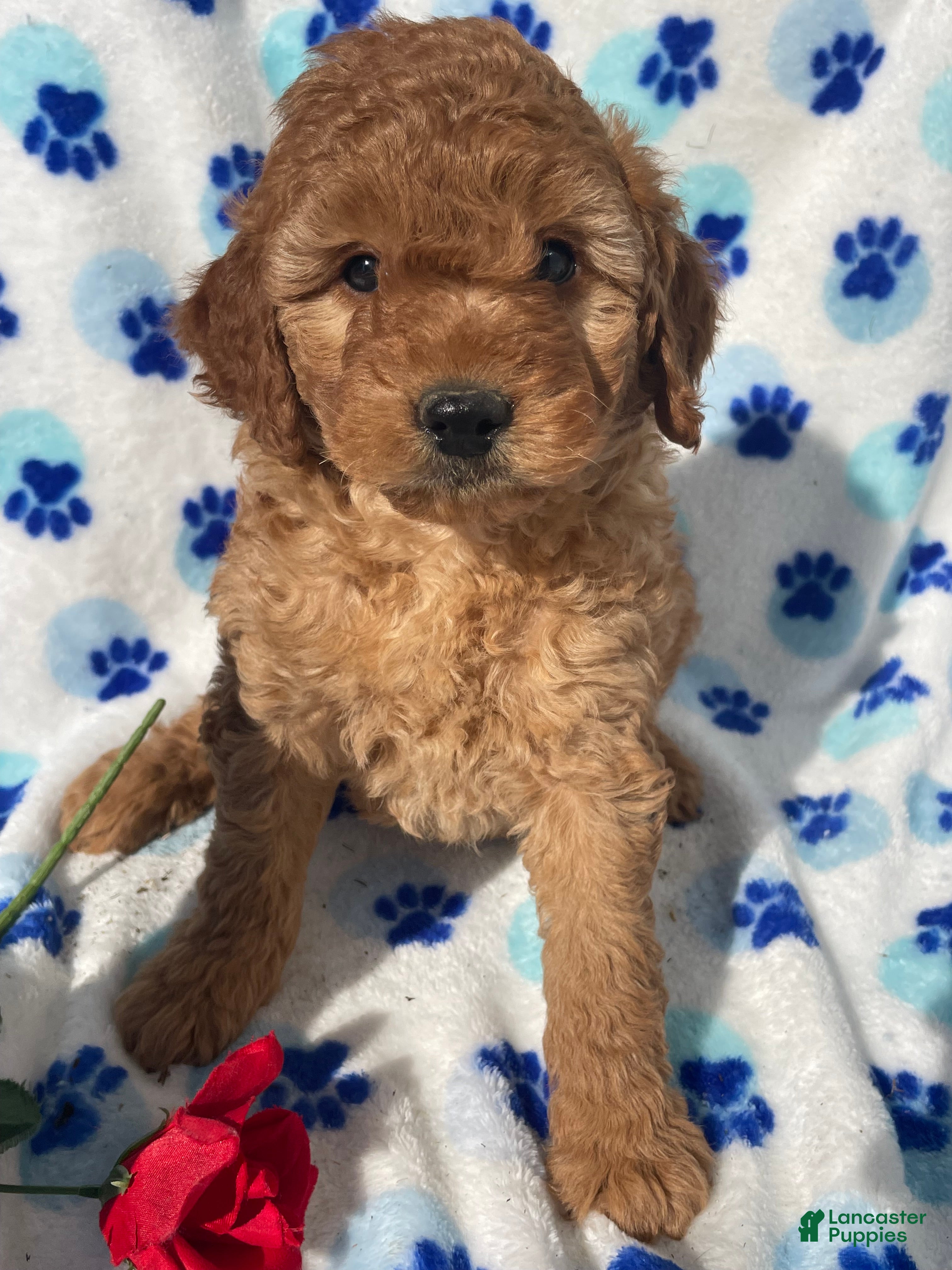 Mini Goldendoodle dogs Misty - Ad 38