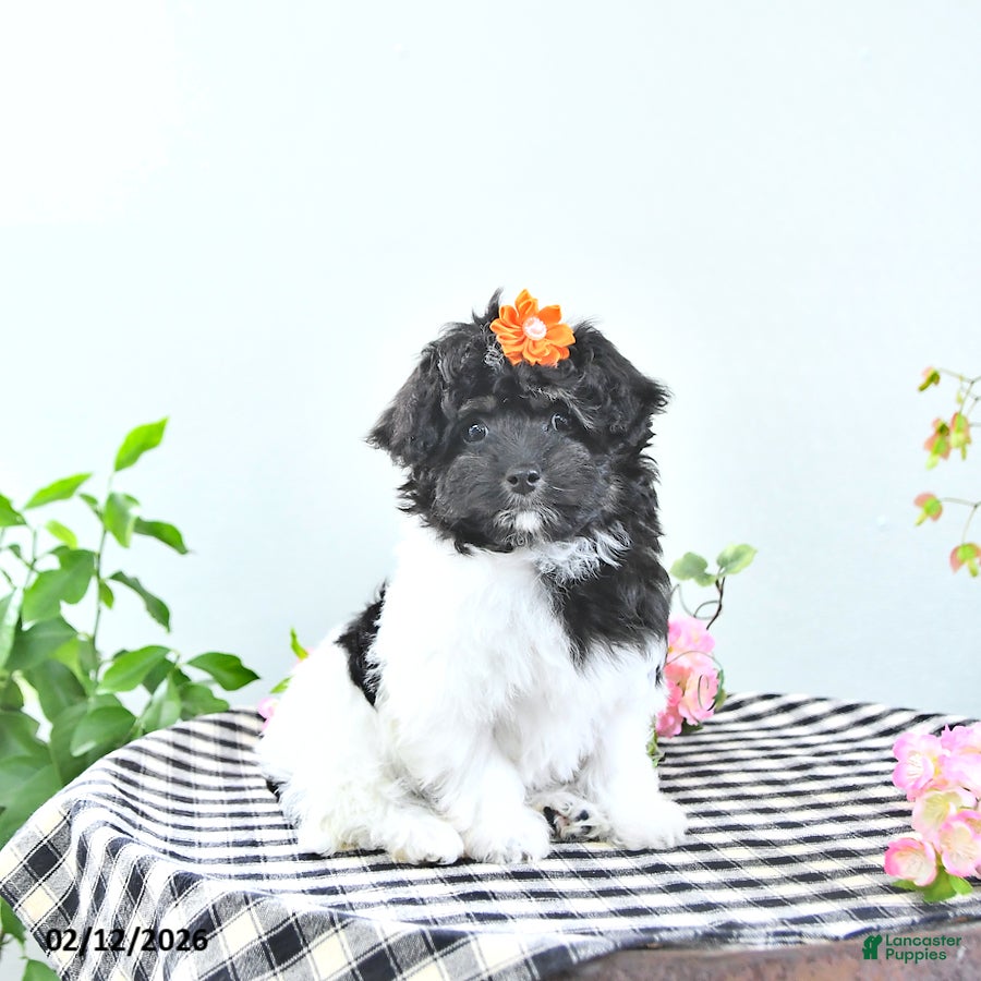 Havapoo dogs Ember - Ad 4