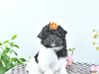 Havapoo dogs Ember - Ad 4