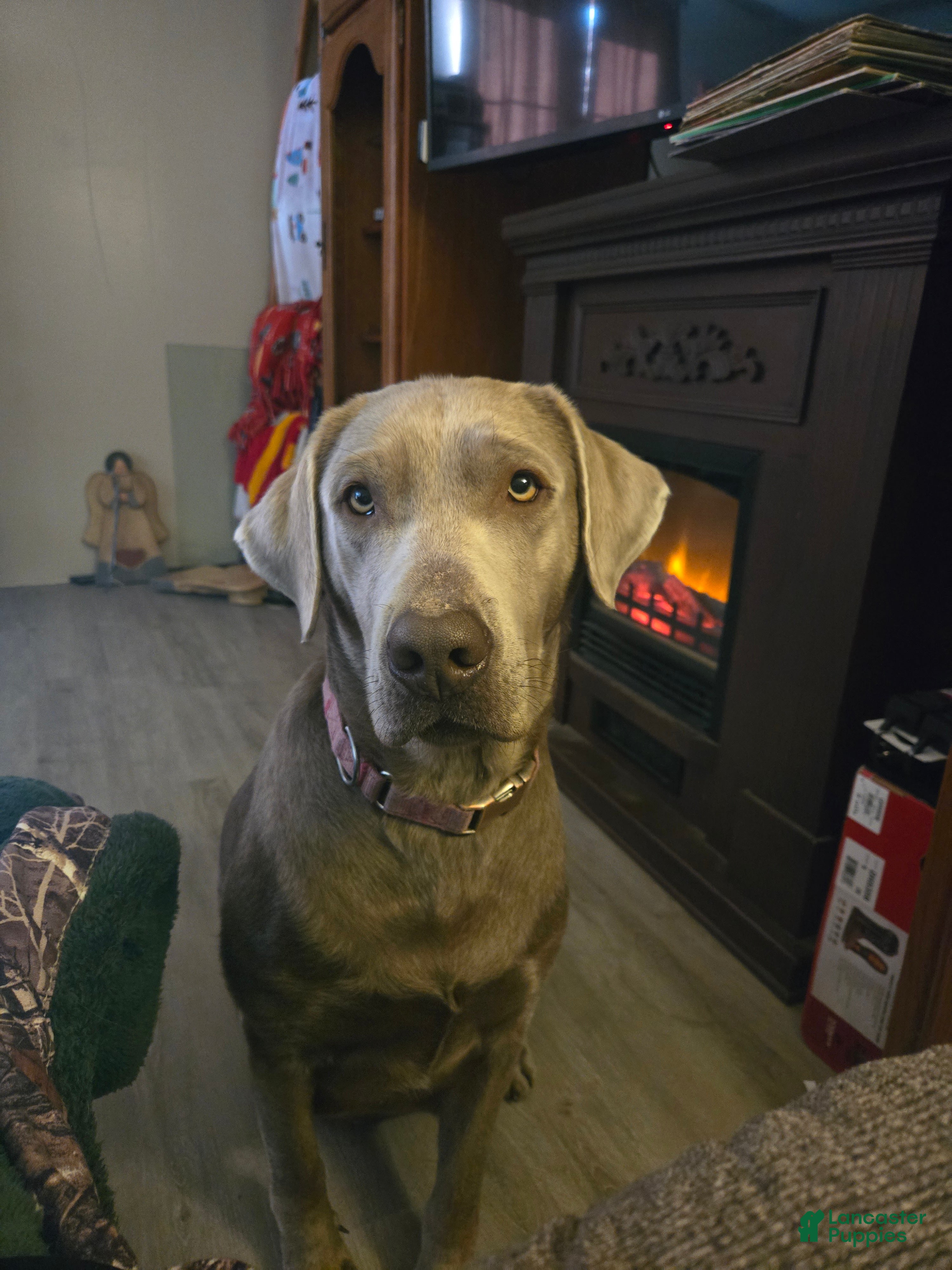 Labrador Retriever dogs Labrador Retriever Puppy 4 - Ad 2