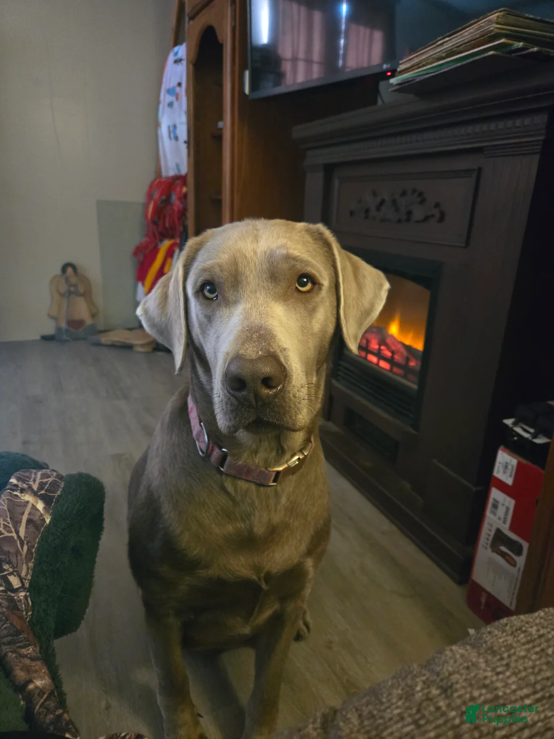 Labrador Retriever dogs for sale: Labrador Retriever Puppy 7 - Ad 2