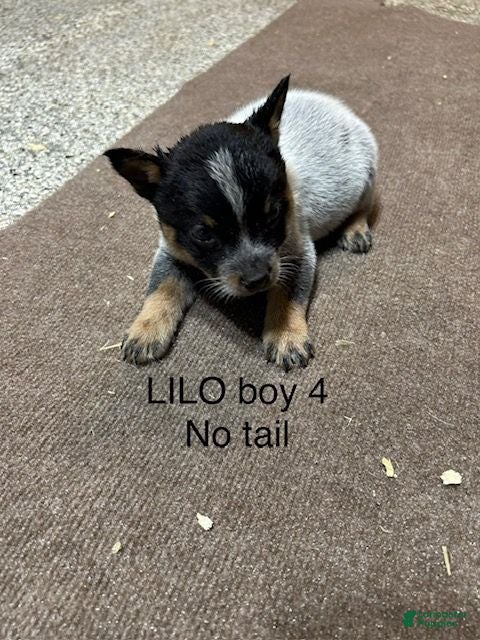 Australian Cattle Dog dogs Australian Cattle Dog 4 - Ad 1