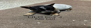 Australian Cattle Dog 4