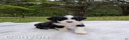 Mixed Breed dogs for sale: Canyon - Ad 4