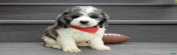 Cockapoo dogs for sale: Spot - Ad 4