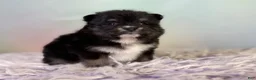 Pomeranian dogs for sale: Tilly - Ad 6