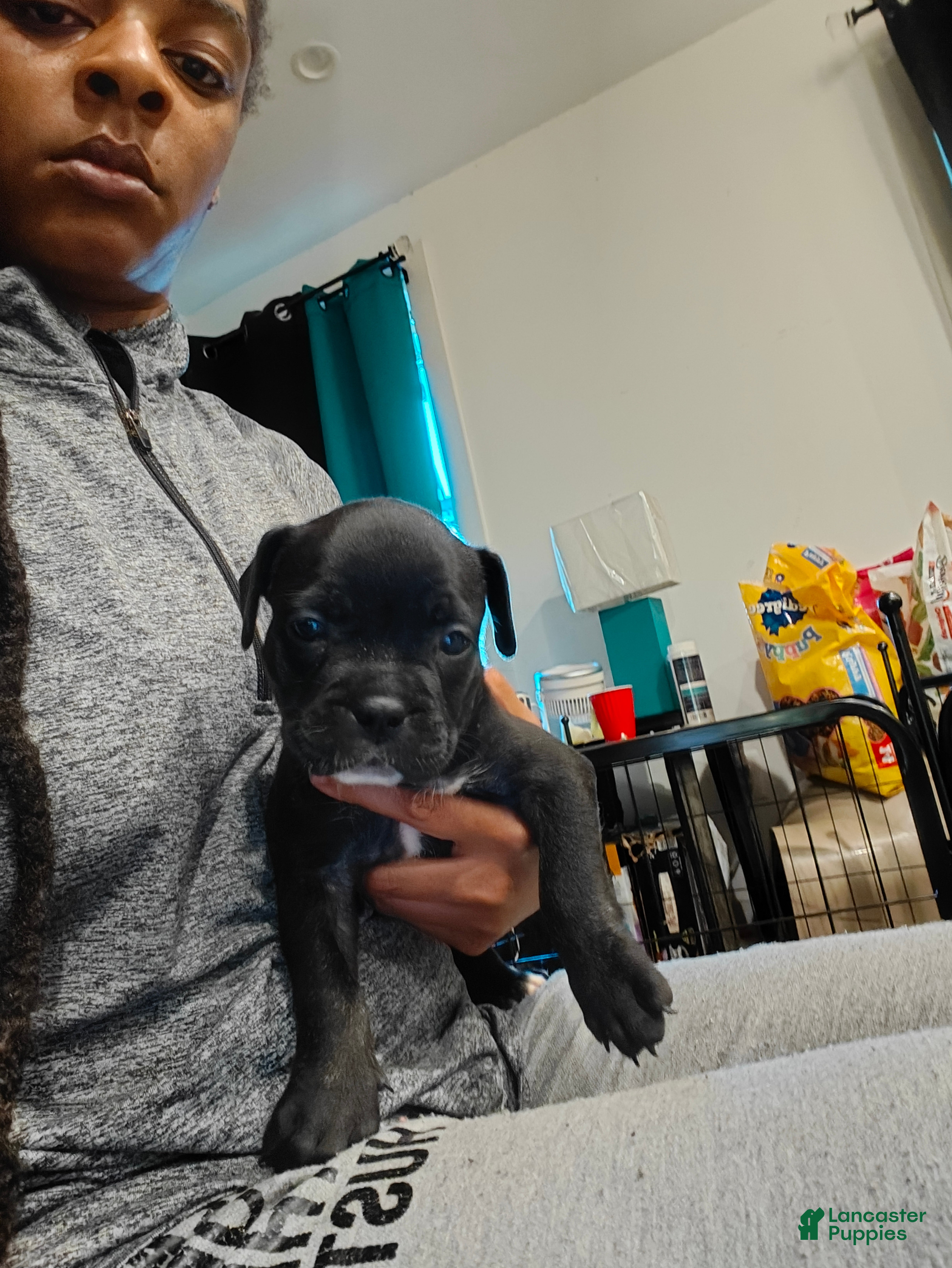 Mixed Breed dogs Mixed Breed 5 - Ad 9