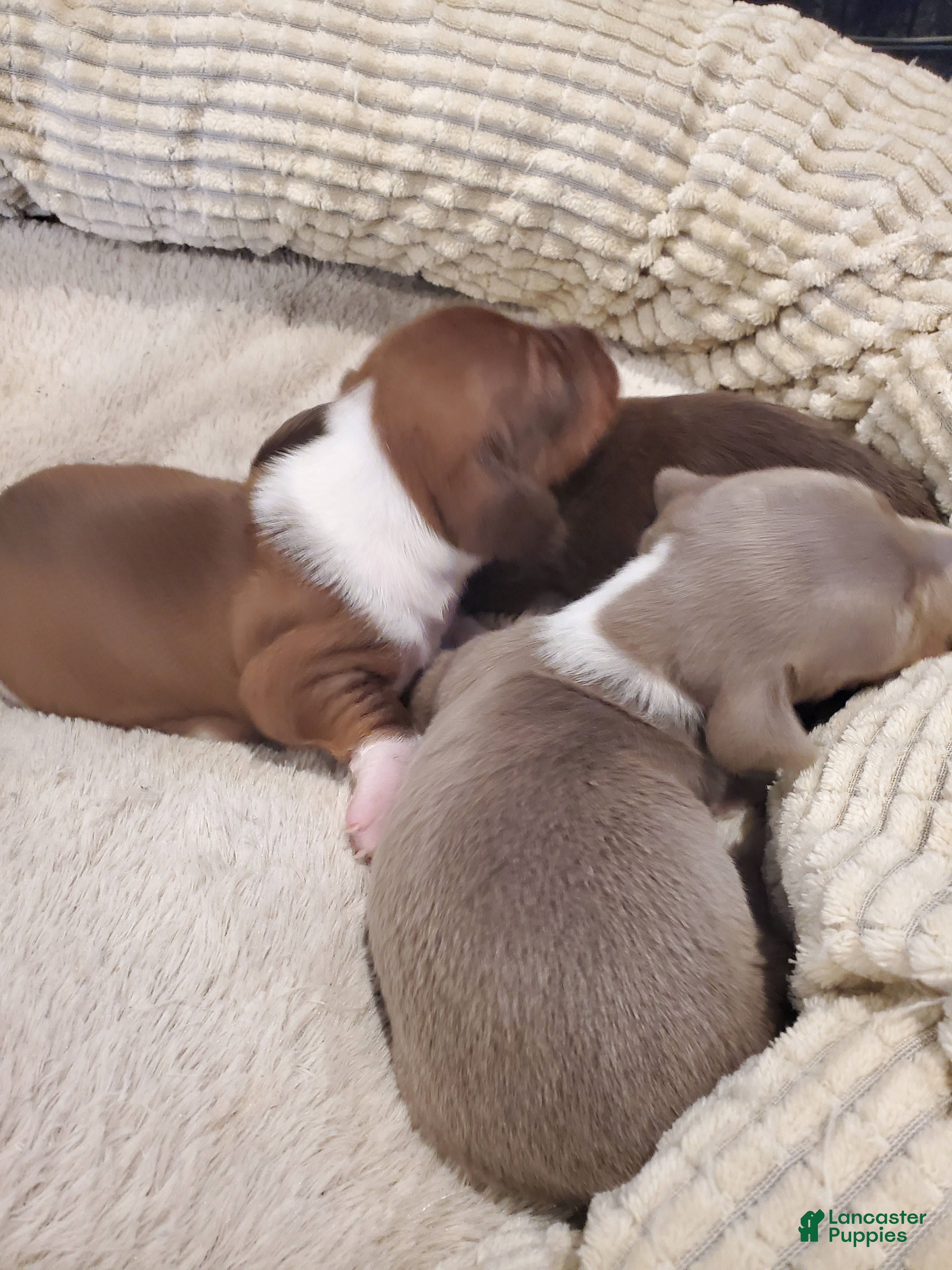 Dachshund dogs Dachshund Puppy 1 - Ad 17