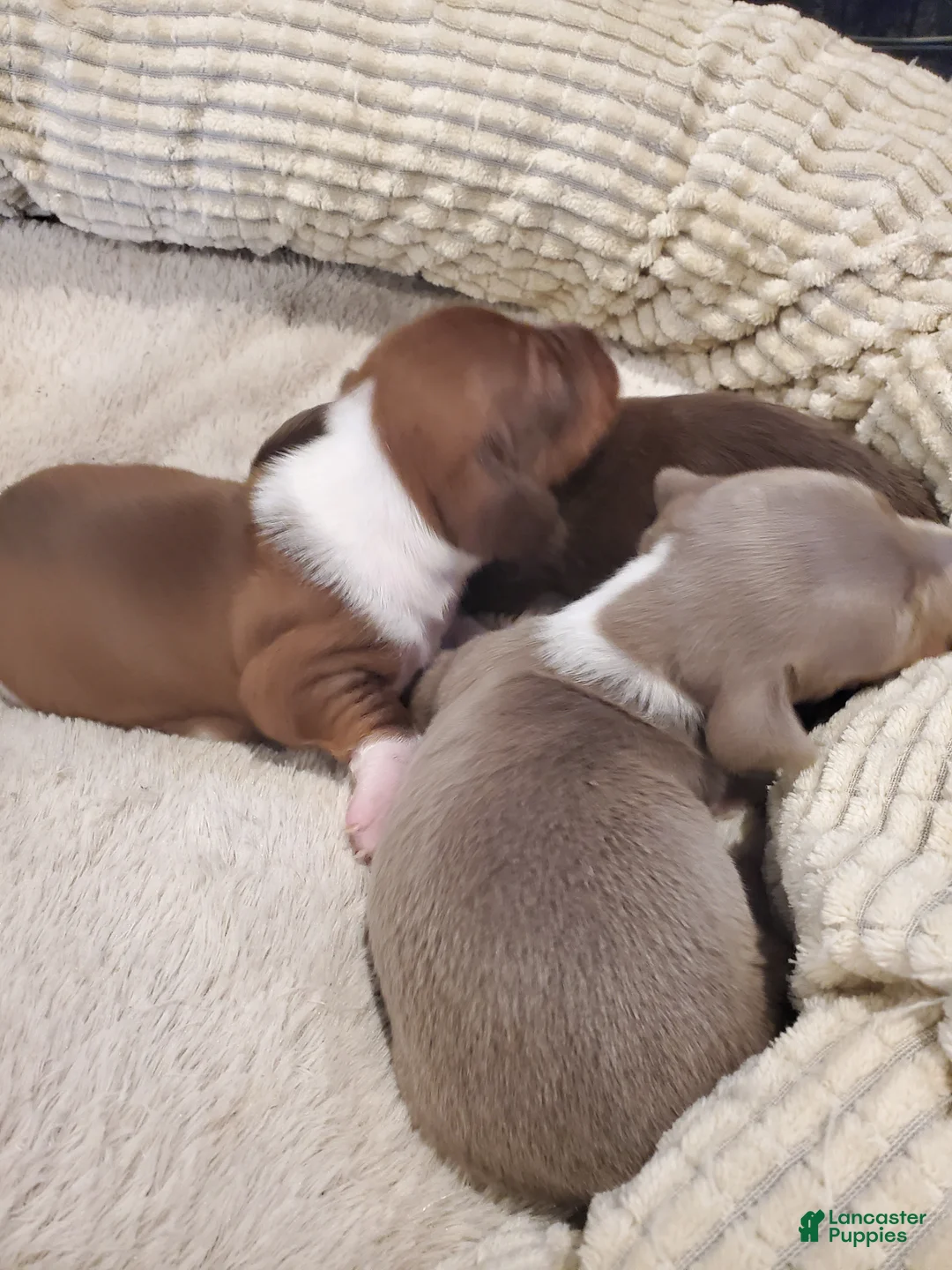 Dachshund dogs for sale: Dachshund Puppy 1 - Ad 1