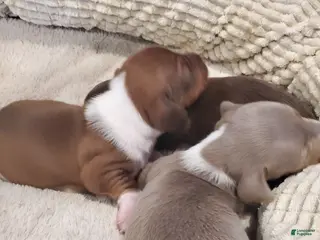 Dachshund dogs Dachshund Puppy 1 - Ad 17