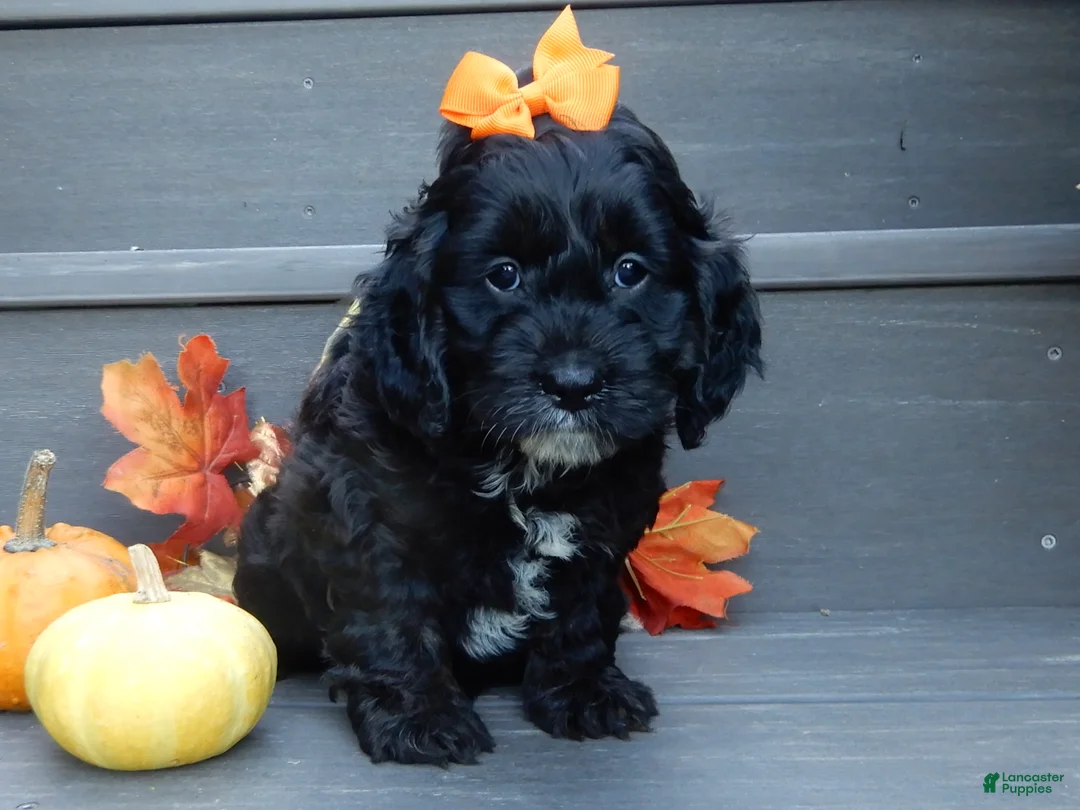 Cockapoo dogs for sale: Ellie - Ad 2
