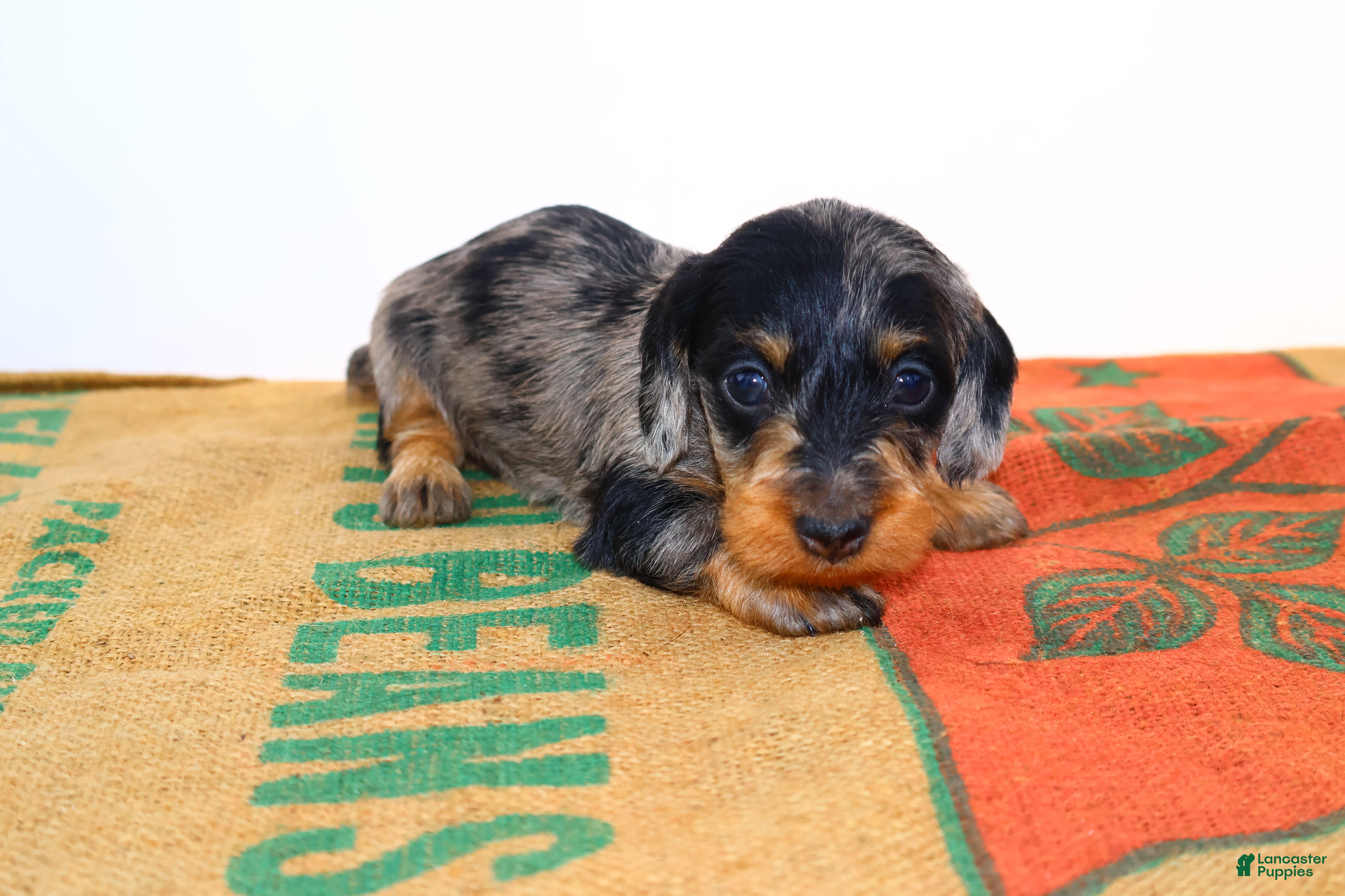 Miniature Dachshund dogs thelma - Ad 24