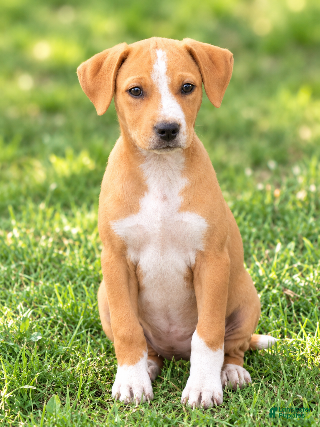 Goldador dogs for sale: Penny $75 - Ad 7