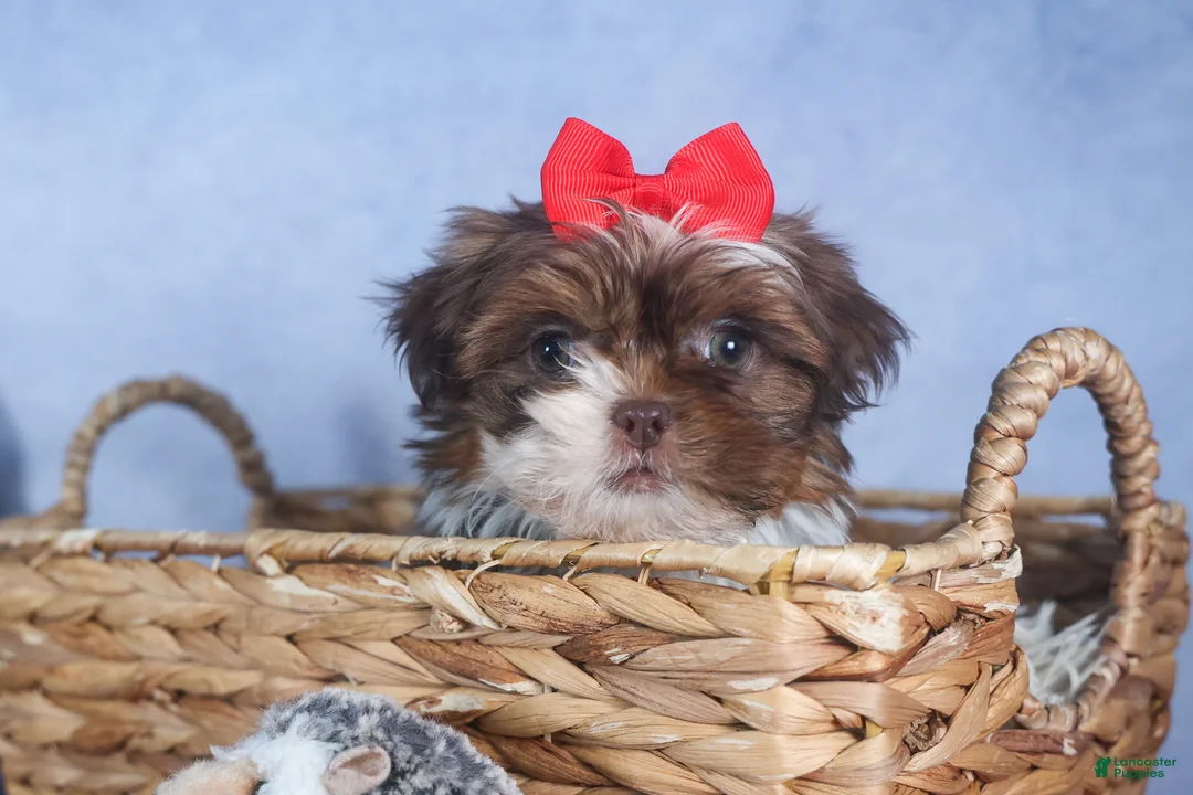 Shih Tzu dogs for sale: FINN - Ad 16